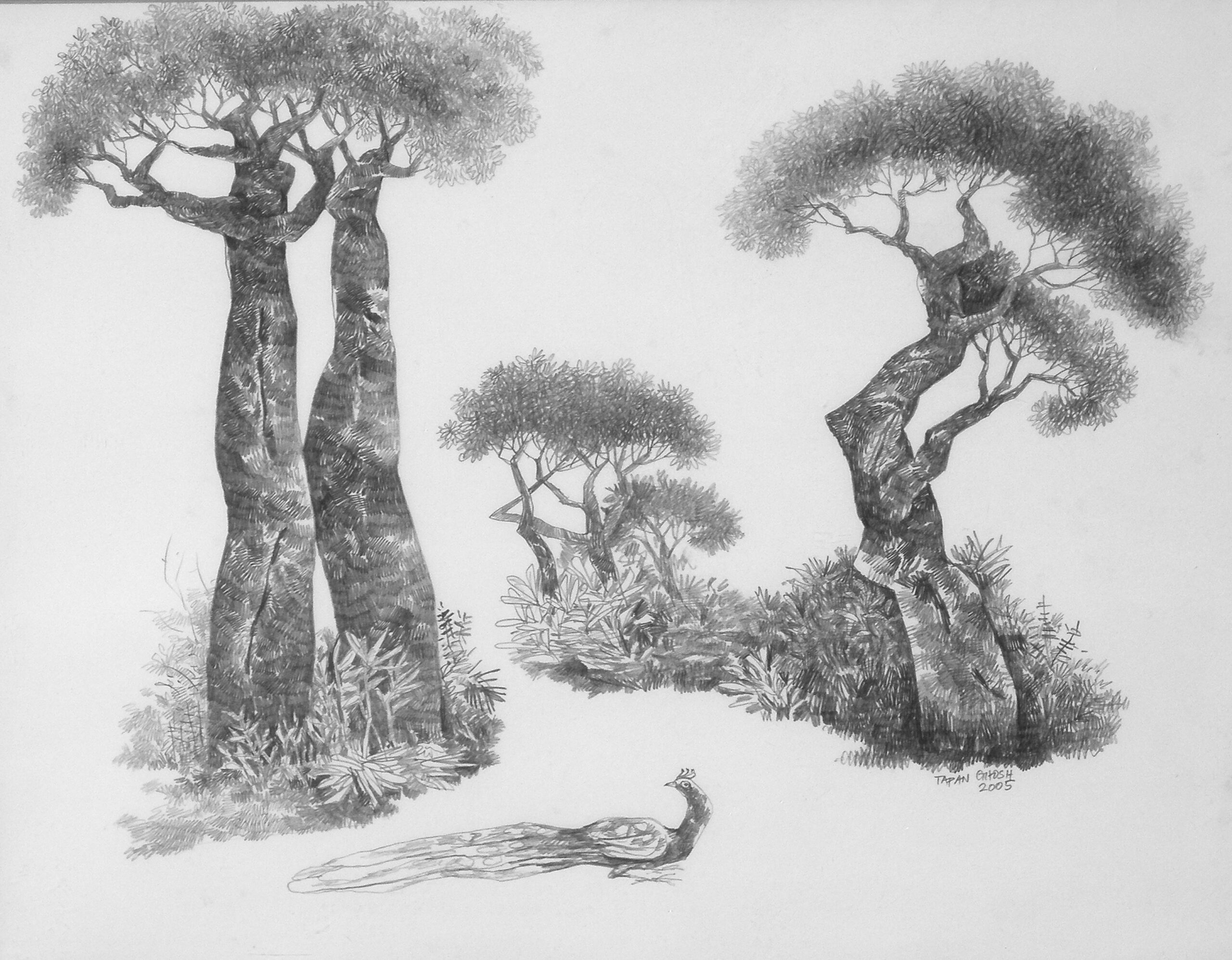 Trees & Peacock